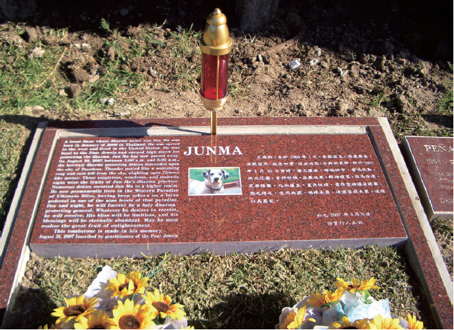 《揭开真相》（九）俊马永别　-图片2